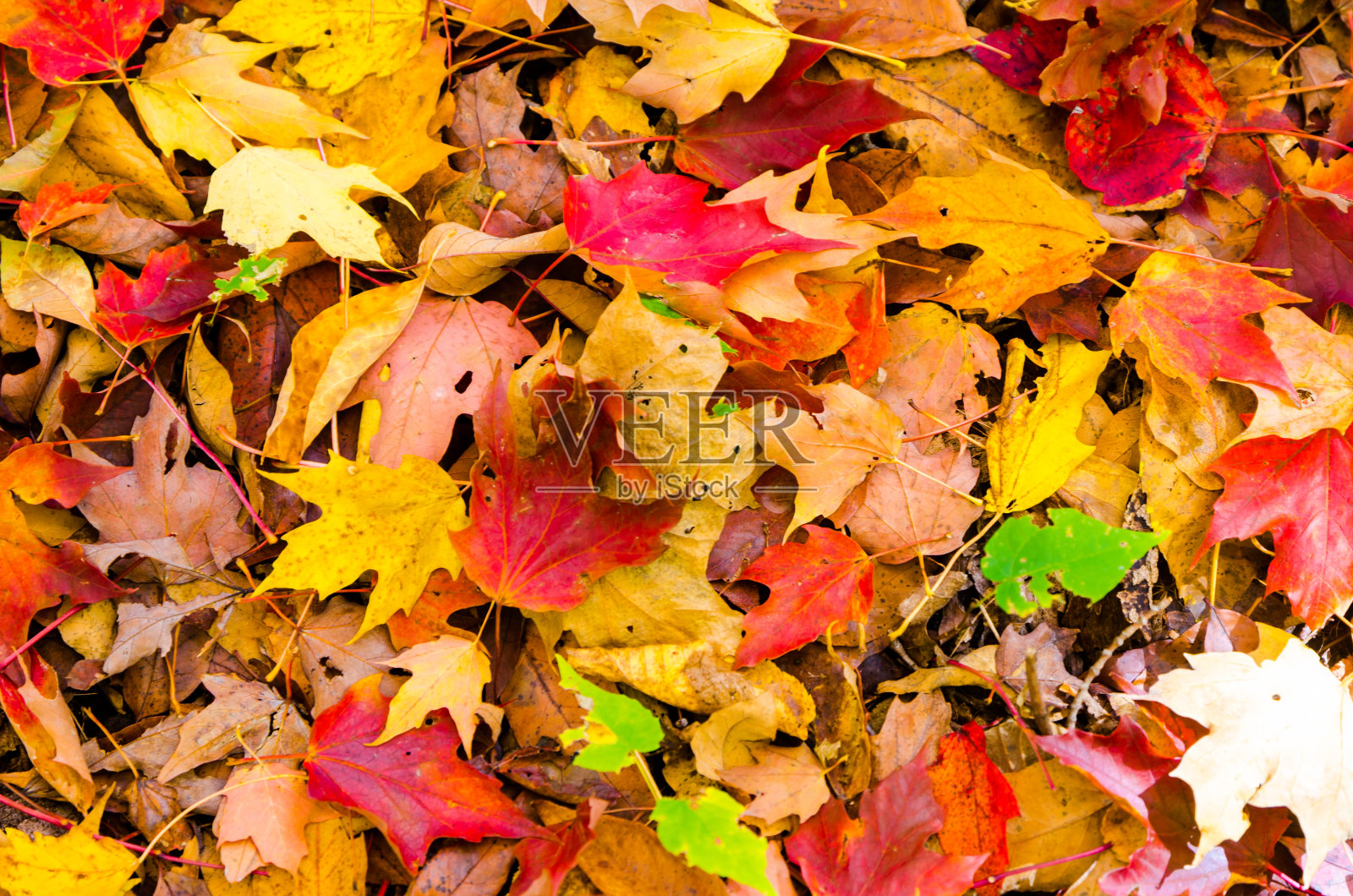 色彩缤纷的秋叶背景照片摄影图片