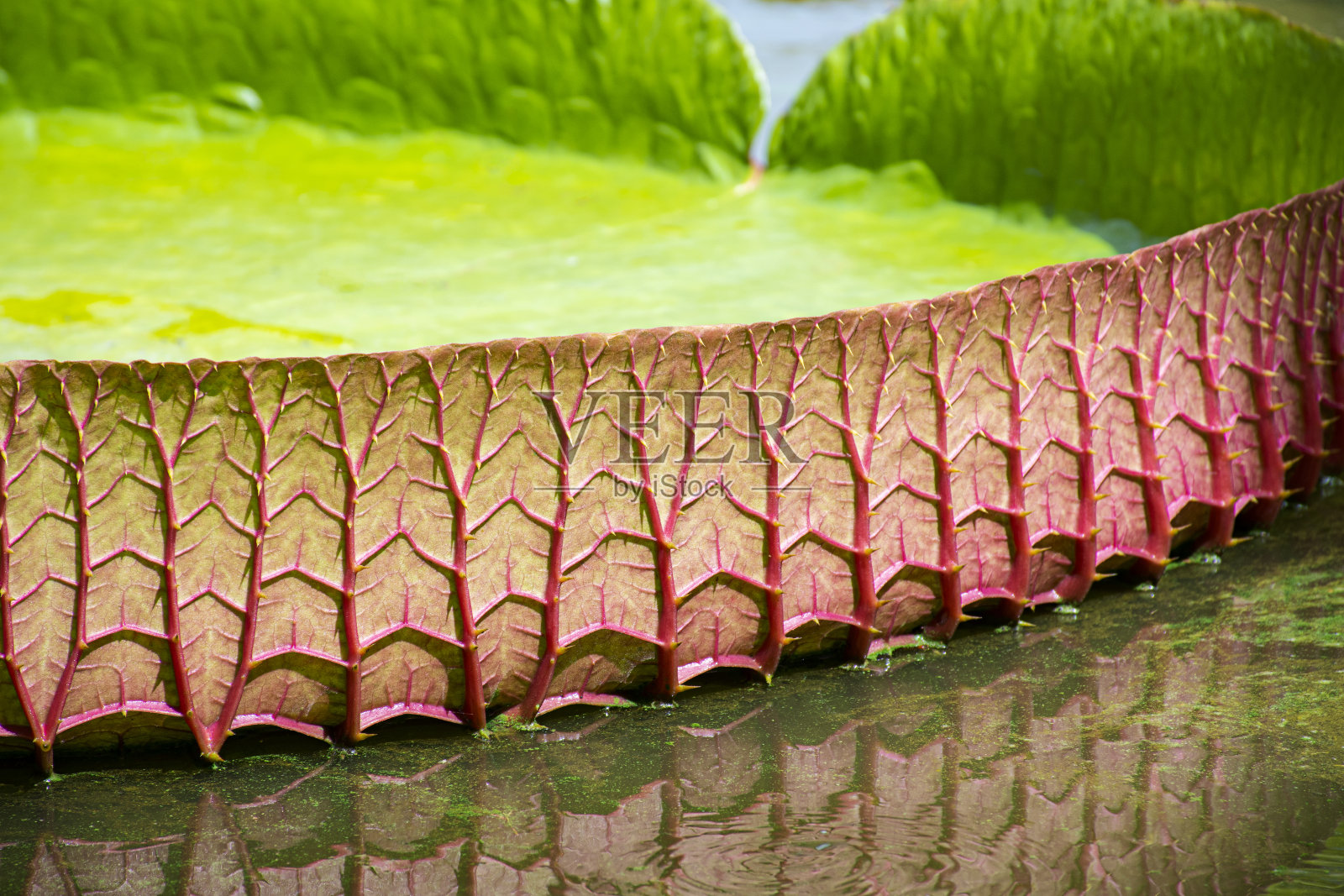 叶脉,荷花,荷花,荷花,荷花照片摄影图片