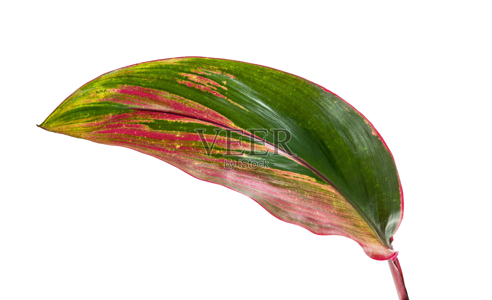 斑驳的虫草,钛植物的叶子,彩色的叶子,异国情调的热带叶子,孤立在白色的背景与修剪路径照片摄影图片