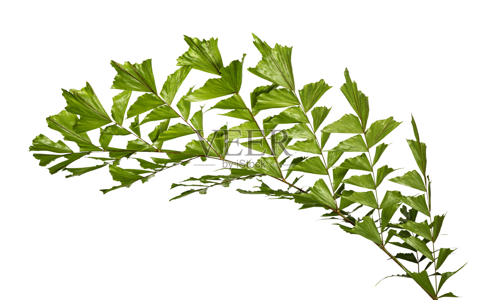 棕榈叶(巨大的鱼尾棕榈),美丽的棕榈叶,热带叶子孤立在白色的背景与修剪路径照片摄影图片