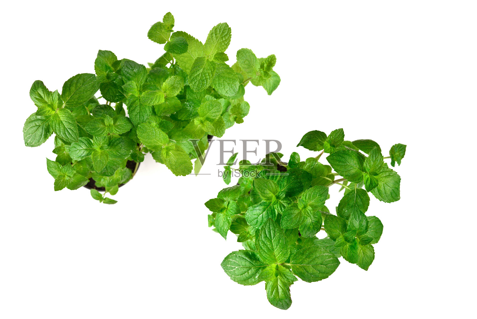 新鲜的薄荷在一个锅孤立的白色背景。照片摄影图片