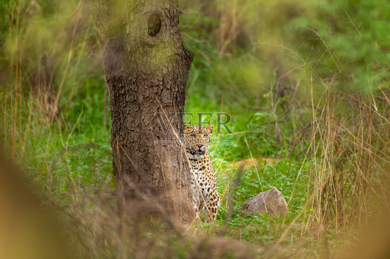 印度拉贾斯坦邦斋浦尔jhalana森林或豹保护区的自然风景框中的季风绿色背景和眼神接触的印度野生雌性豹或豹照片摄影图片