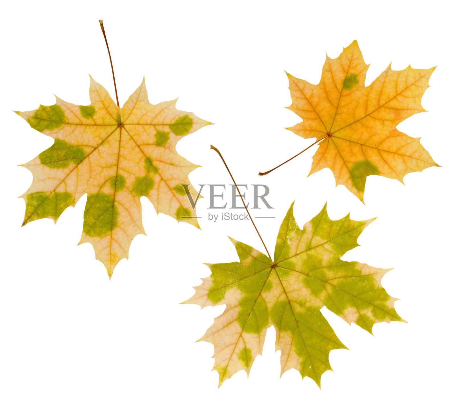 黄色的秋叶在白色的背景上孤立照片摄影图片