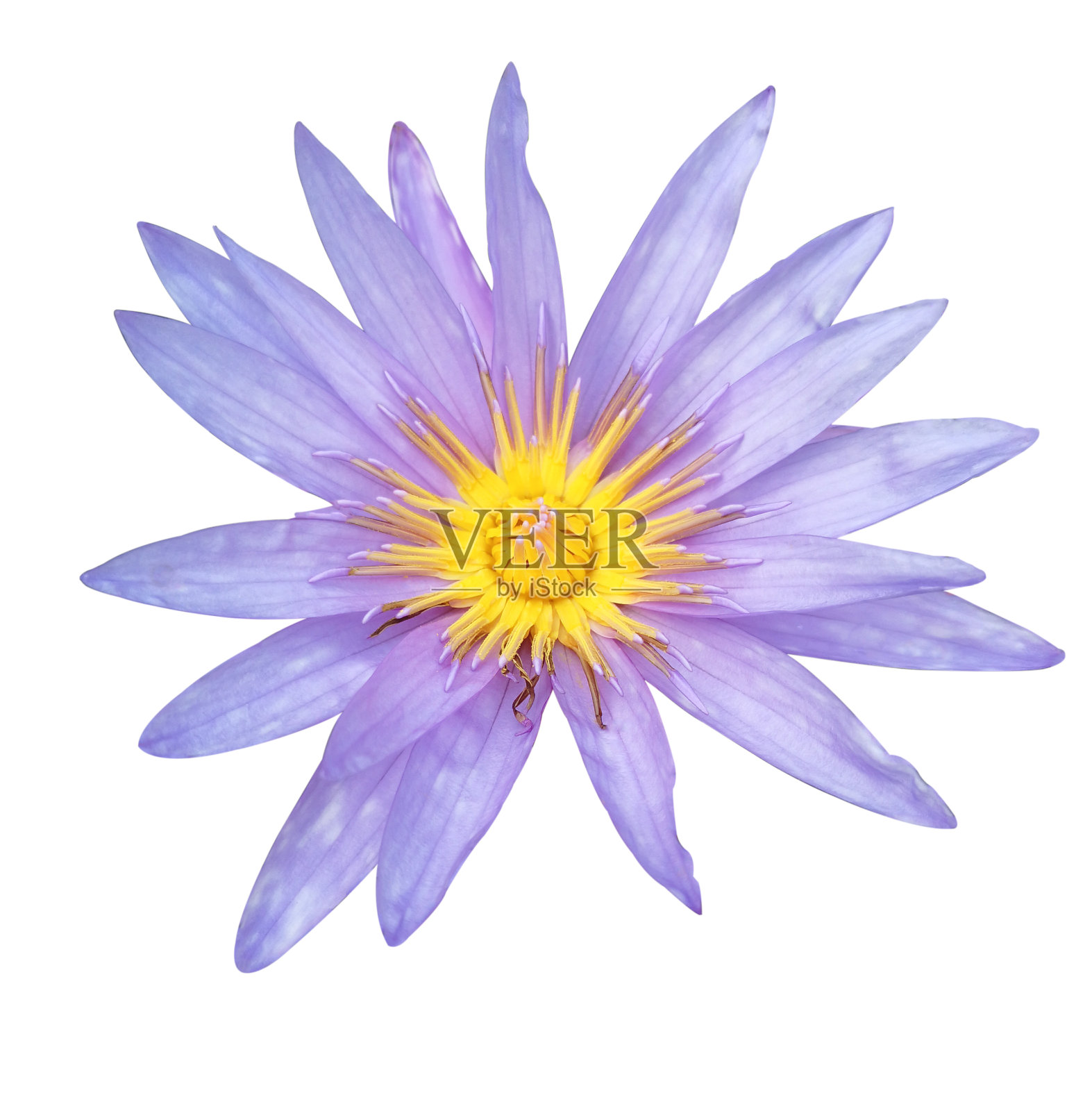 美丽的紫色莲花或睡莲花孤立在黑色背景上。照片摄影图片