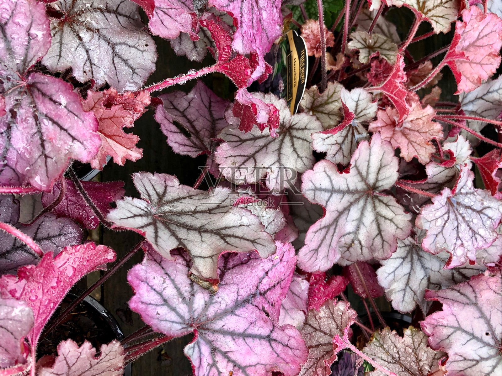 小可爱。照片摄影图片