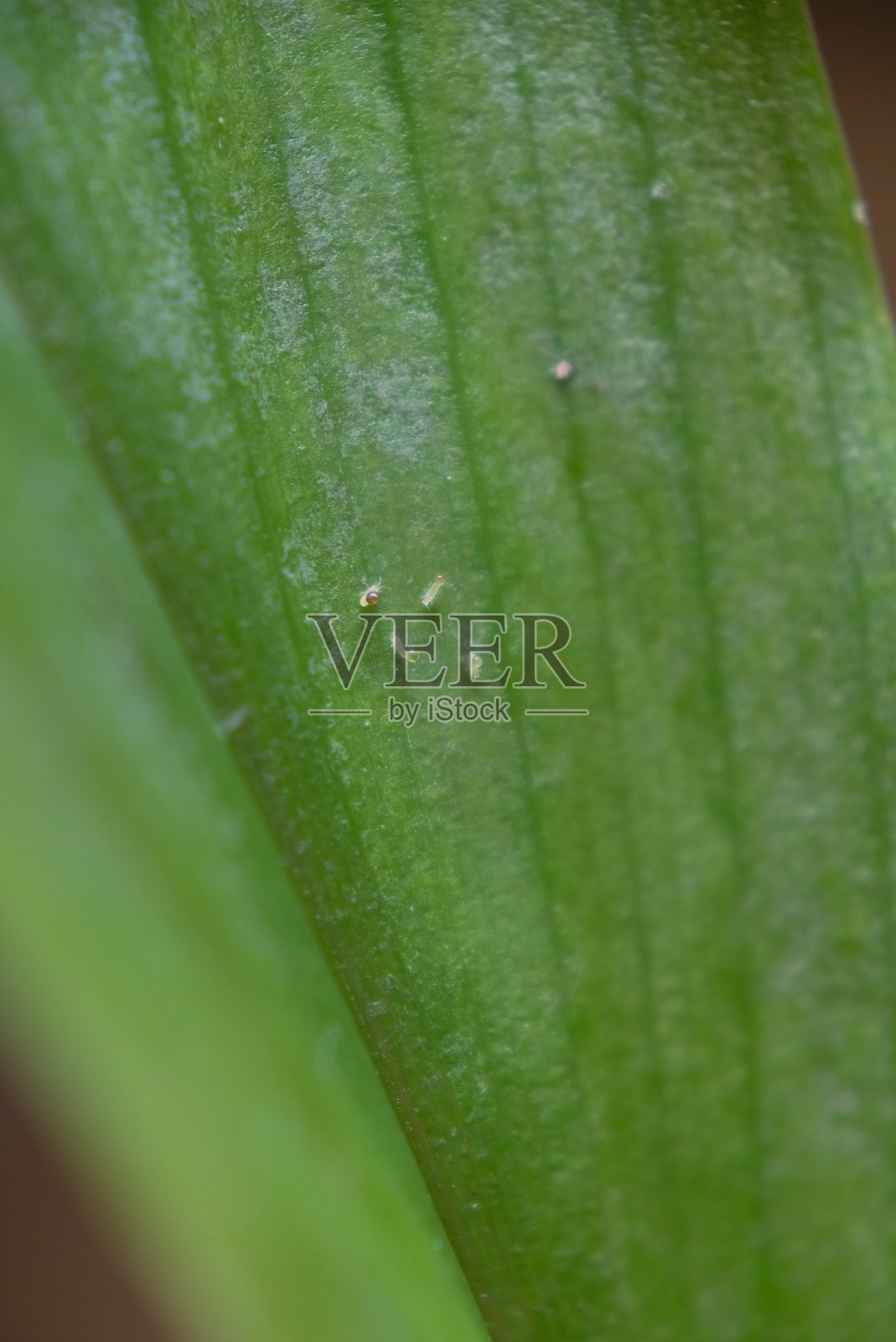 小动物的特写镜头。照片摄影图片