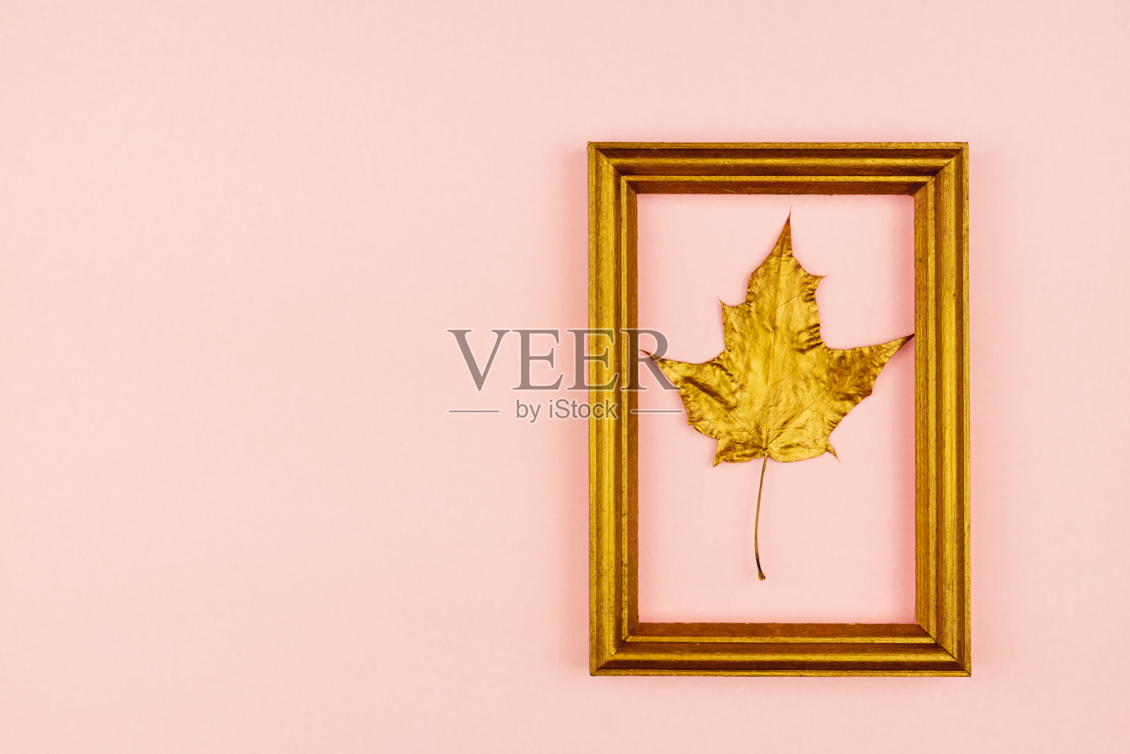 在粉红色的背景上绘有金色枫叶的秋天花束。时尚的概念。皮雷是极简主义风格。照片摄影图片