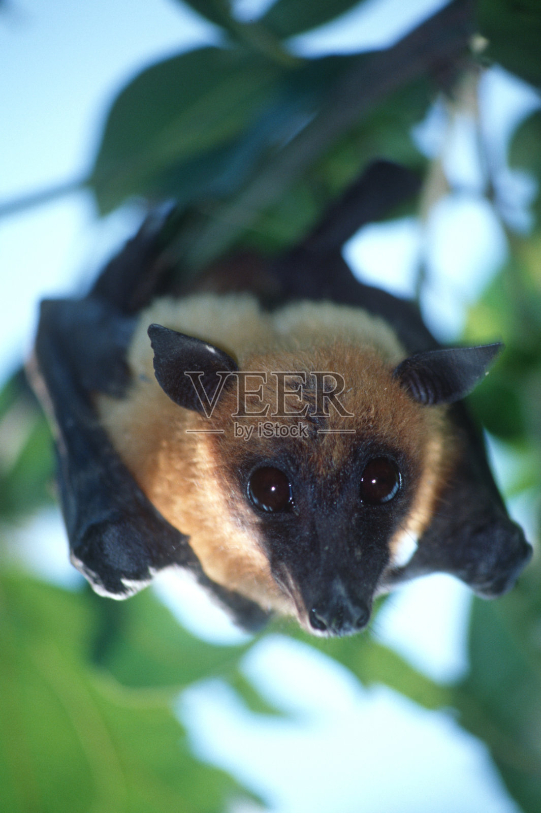 狐蝠照片摄影图片