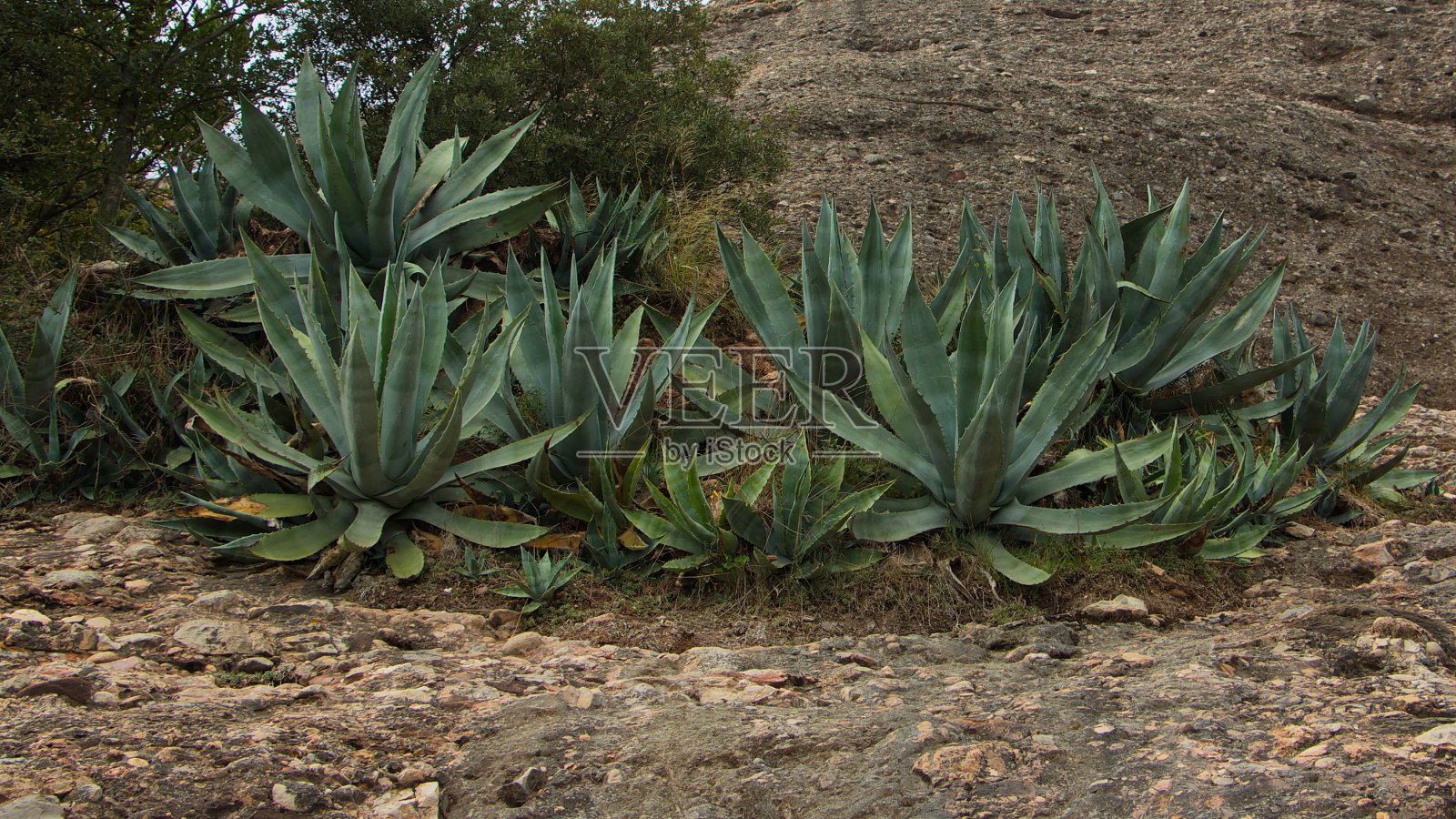 西班牙加泰罗尼亚蒙特塞拉特圣胡安缆索登山车站的龙舌兰植物照片摄影图片