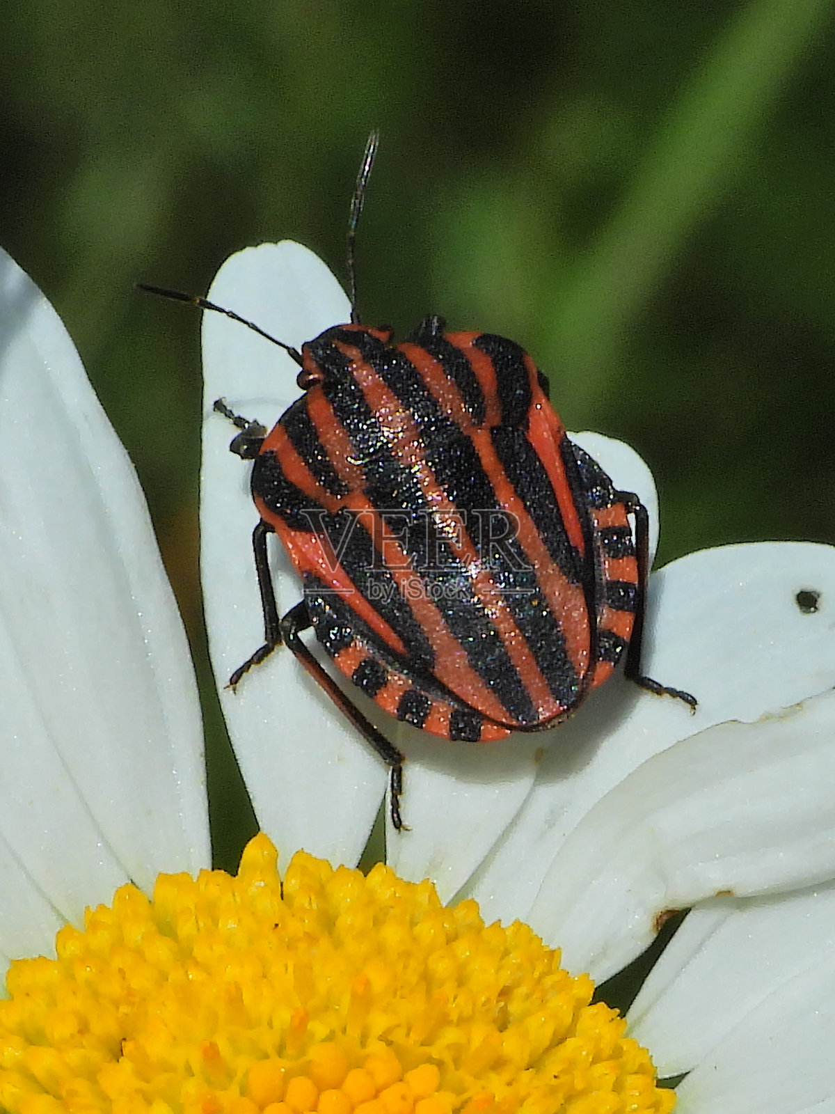 丑角虫(Graphosoma lineatum)照片摄影图片