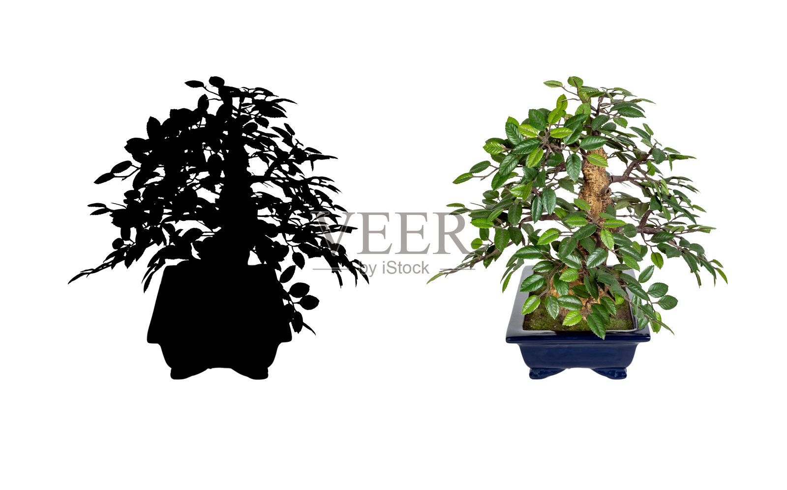 盆景树孤立在白色的背景。照片摄影图片