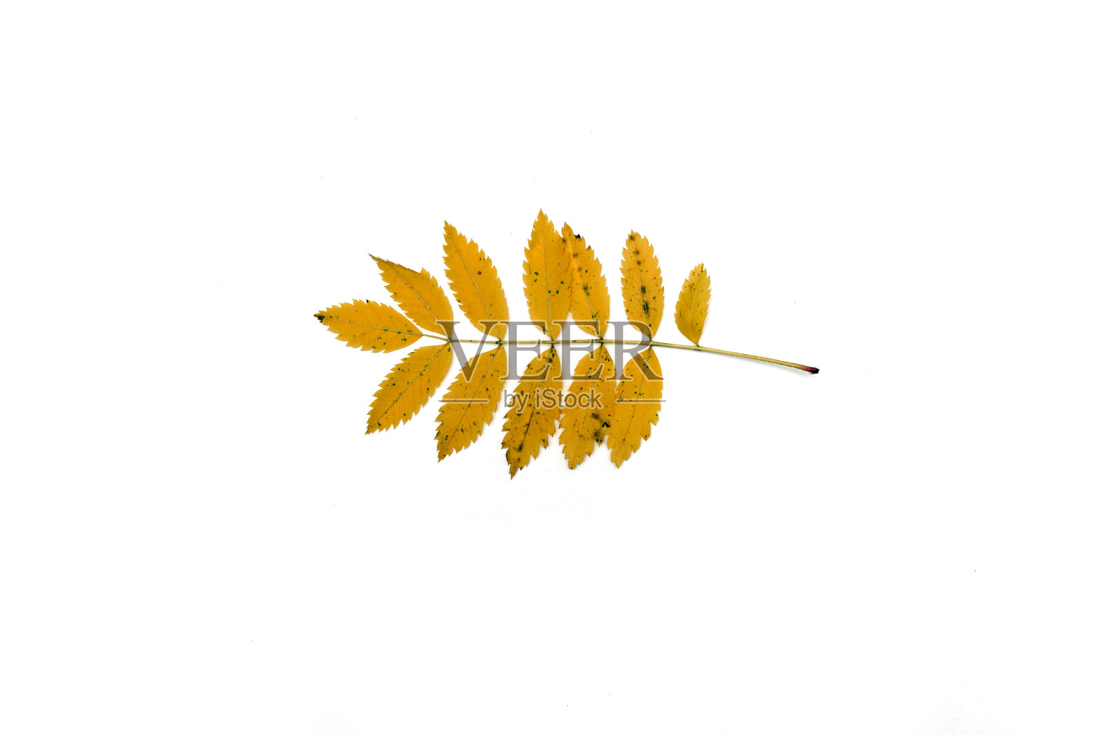 树叶孤立在白色背景上的树枝照片摄影图片