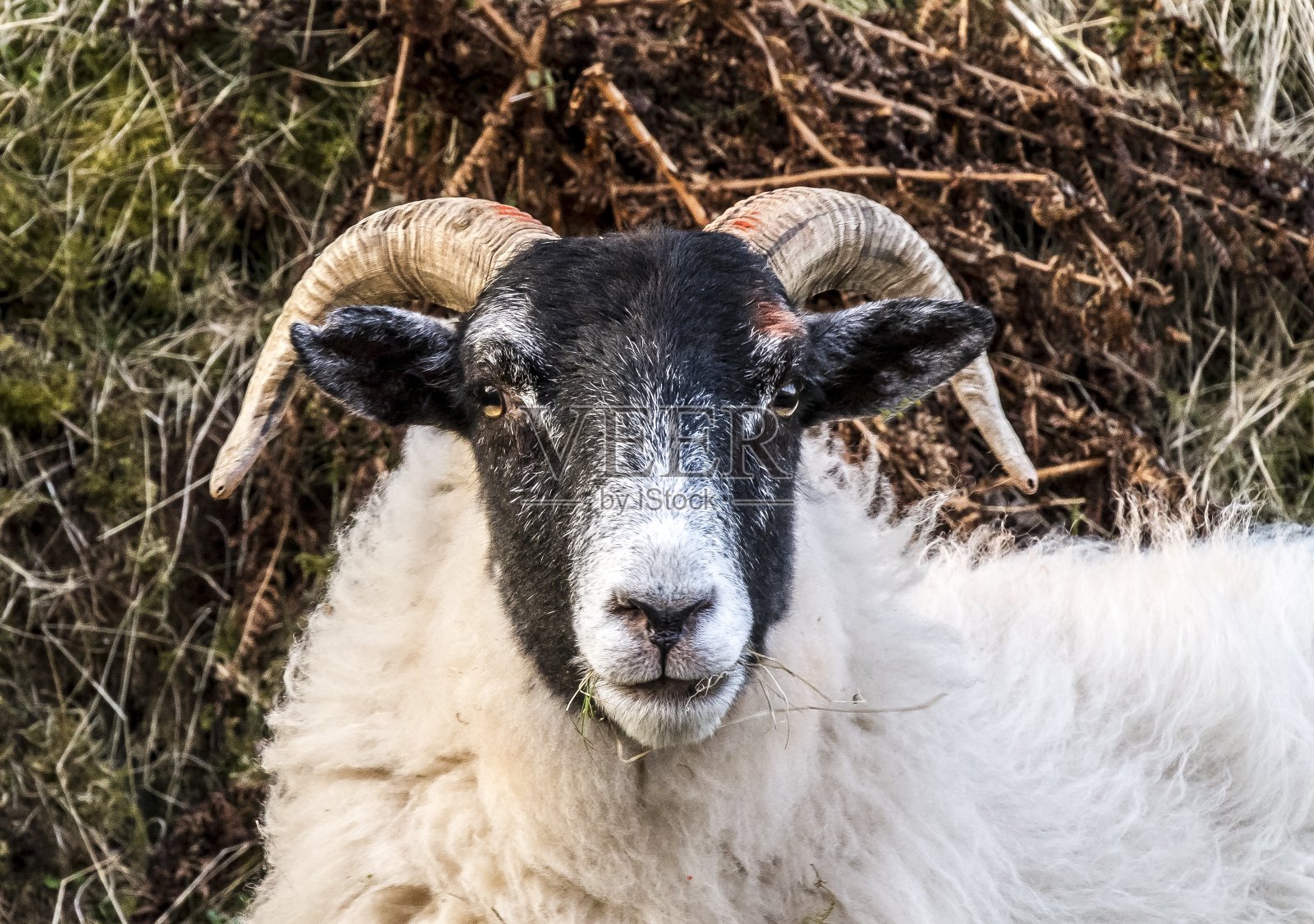 苏格兰边界的羊。照片摄影图片
