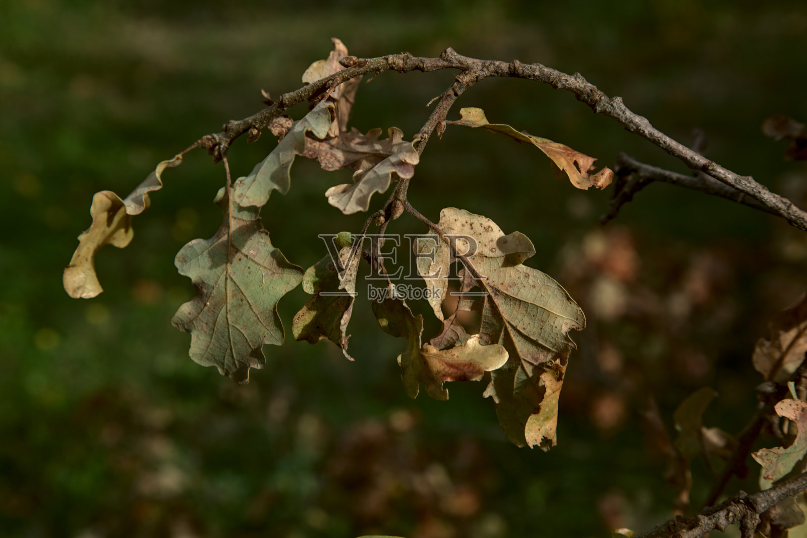 一棵橡树树枝的特写照片摄影图片