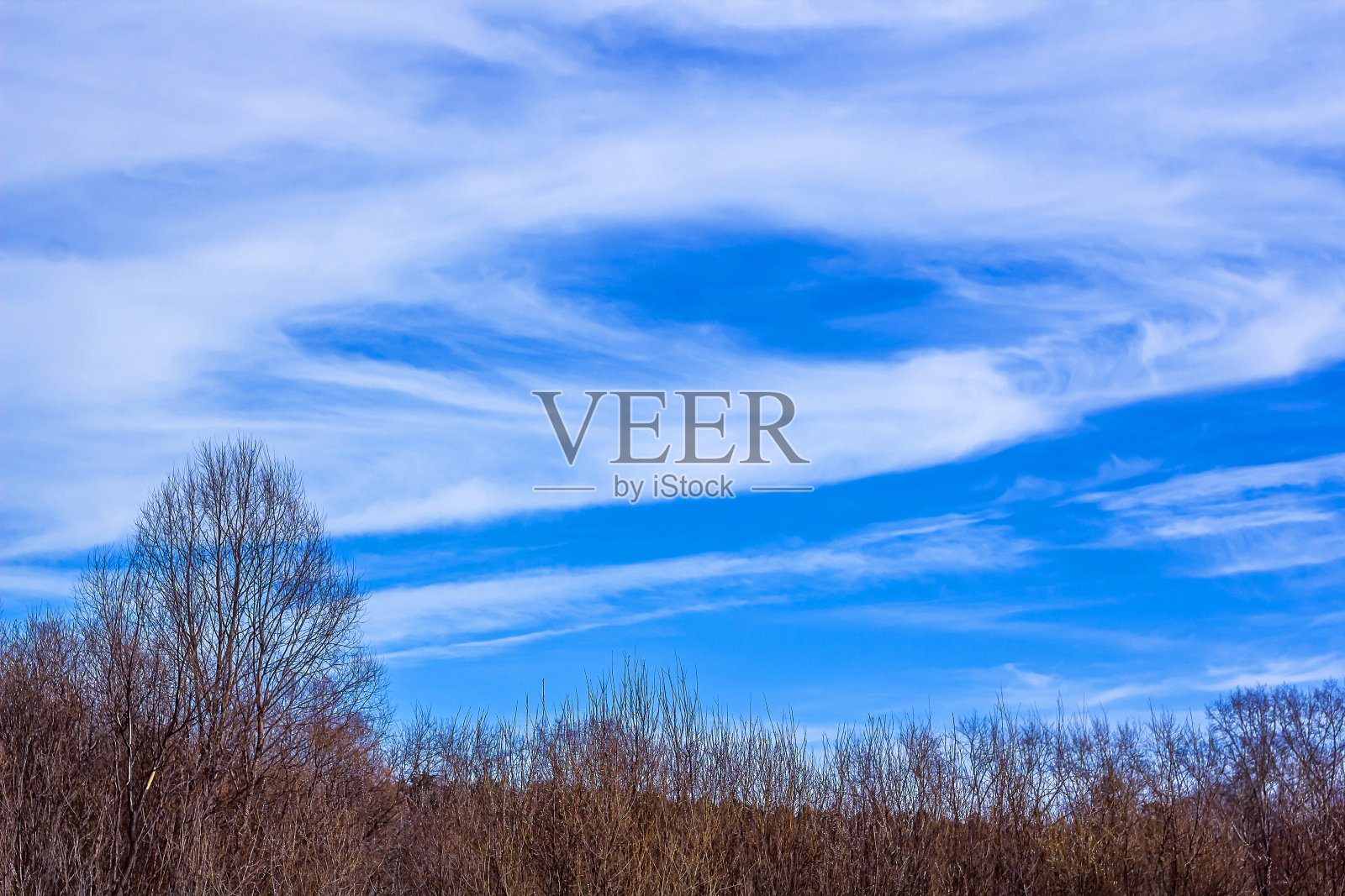 光秃秃的树梢映衬着蓝天。冬天的自然景观。照片摄影图片