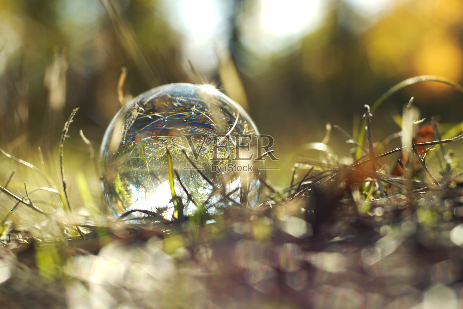 自然界中的透镜球。透过玻璃球看到的森林模糊不清。照片摄影图片