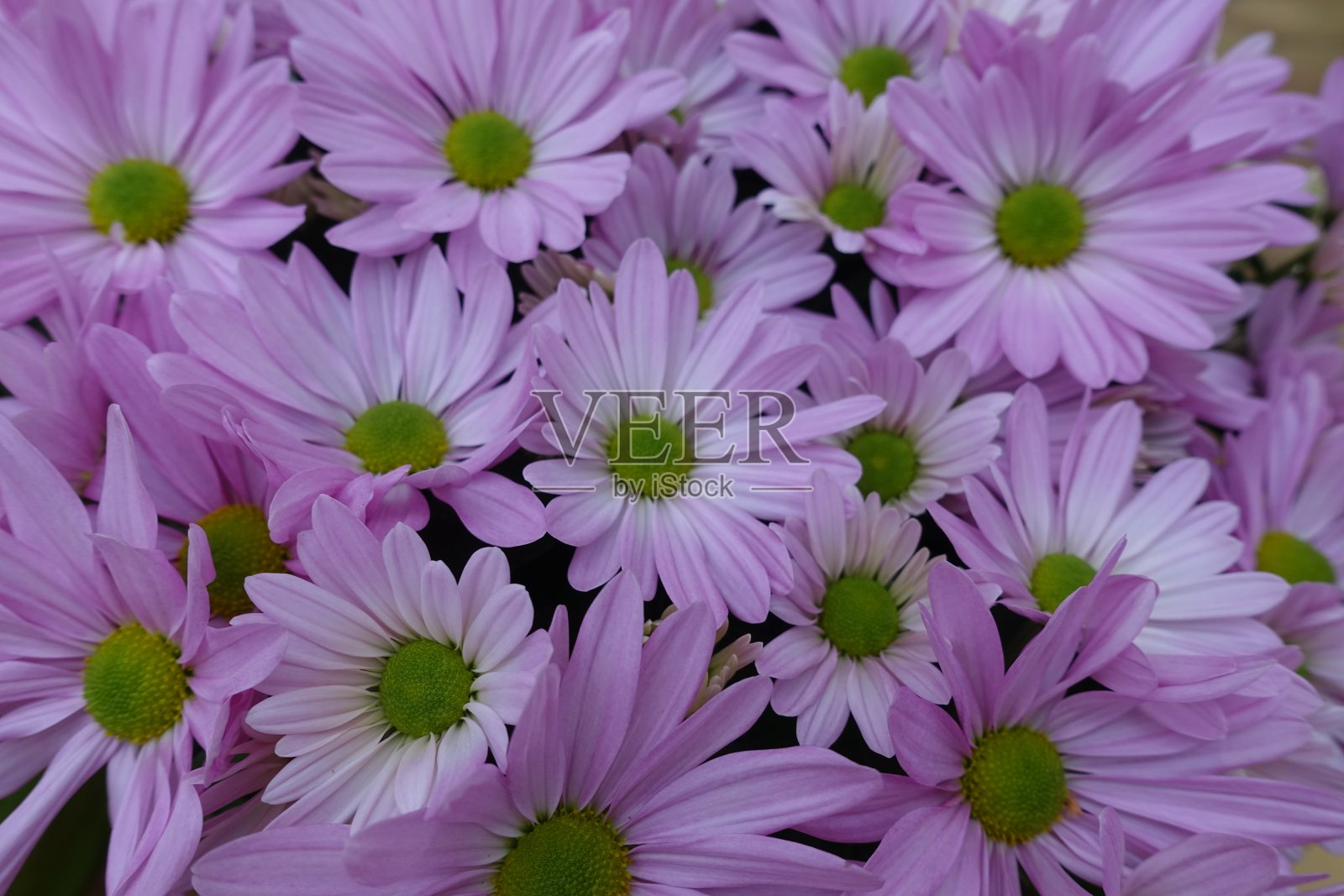 菊花盆花杜桑照片摄影图片