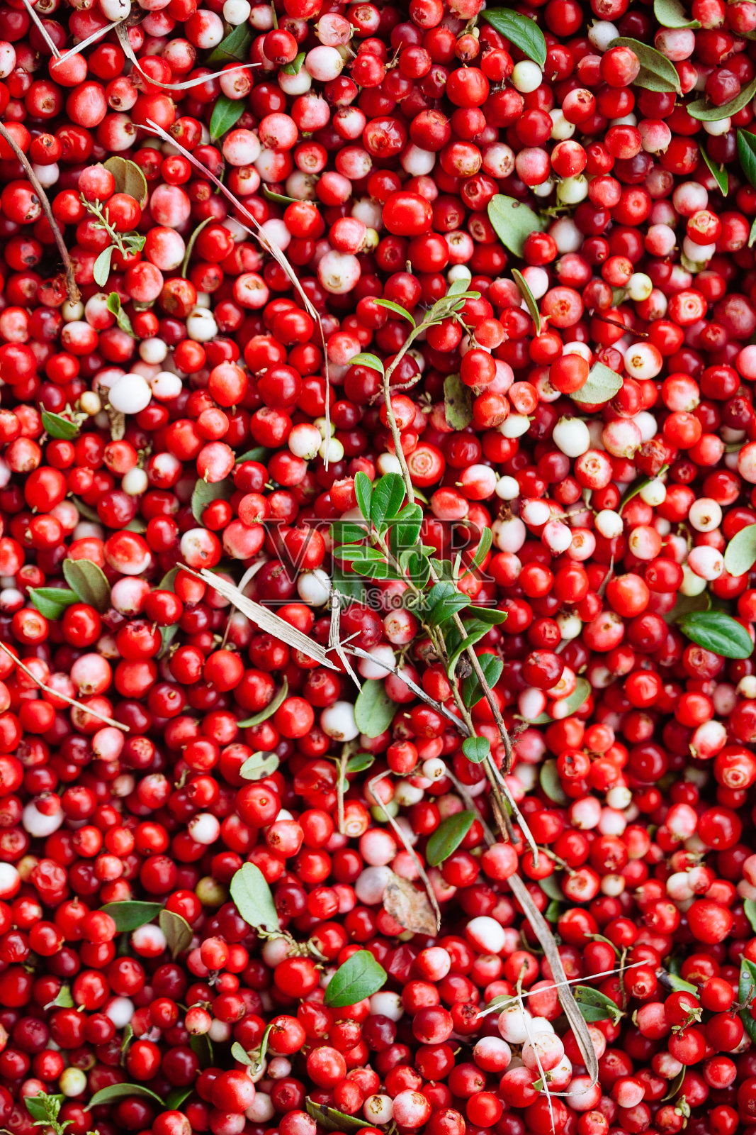 一种越橘(越桔、越桔、鹧鸪)的成熟的红色浆果,带有绿色的叶子。照片摄影图片