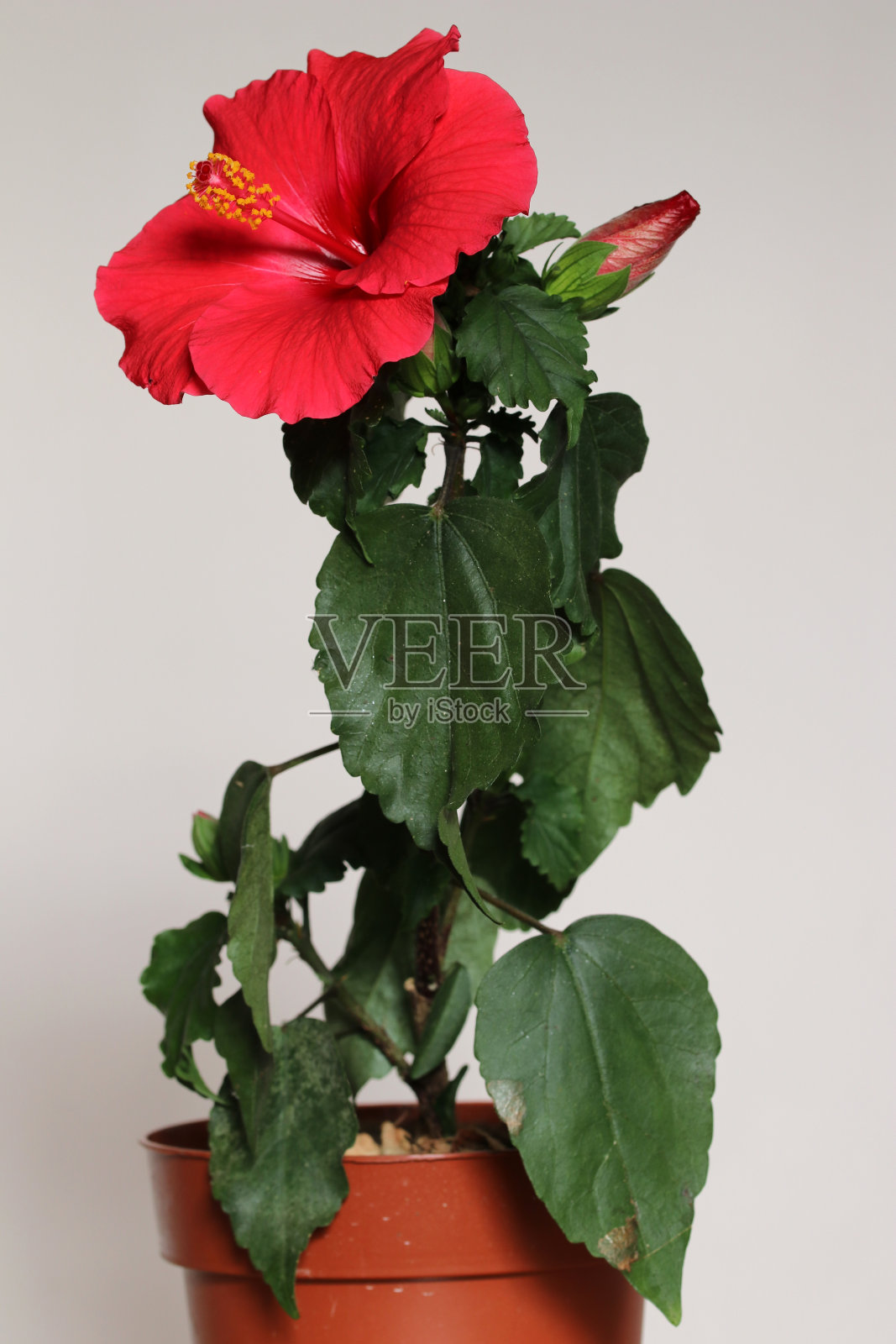 室内盛开的美丽的红宝石红色木槿花,白色的背景。照片摄影图片