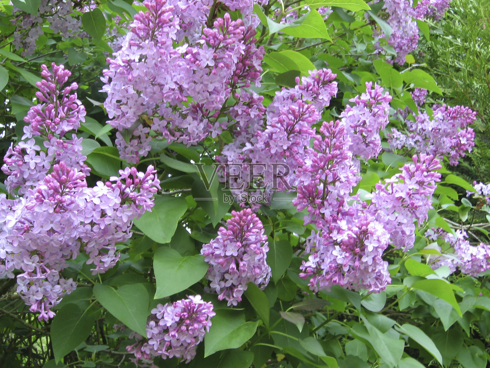 紫色的丁香花照片摄影图片