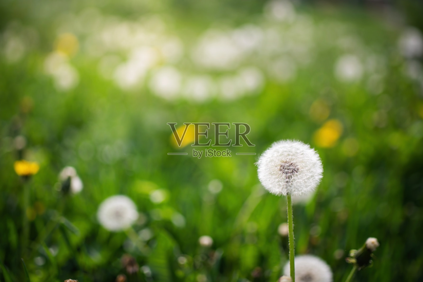 模糊的背景上的蒲公英照片摄影图片