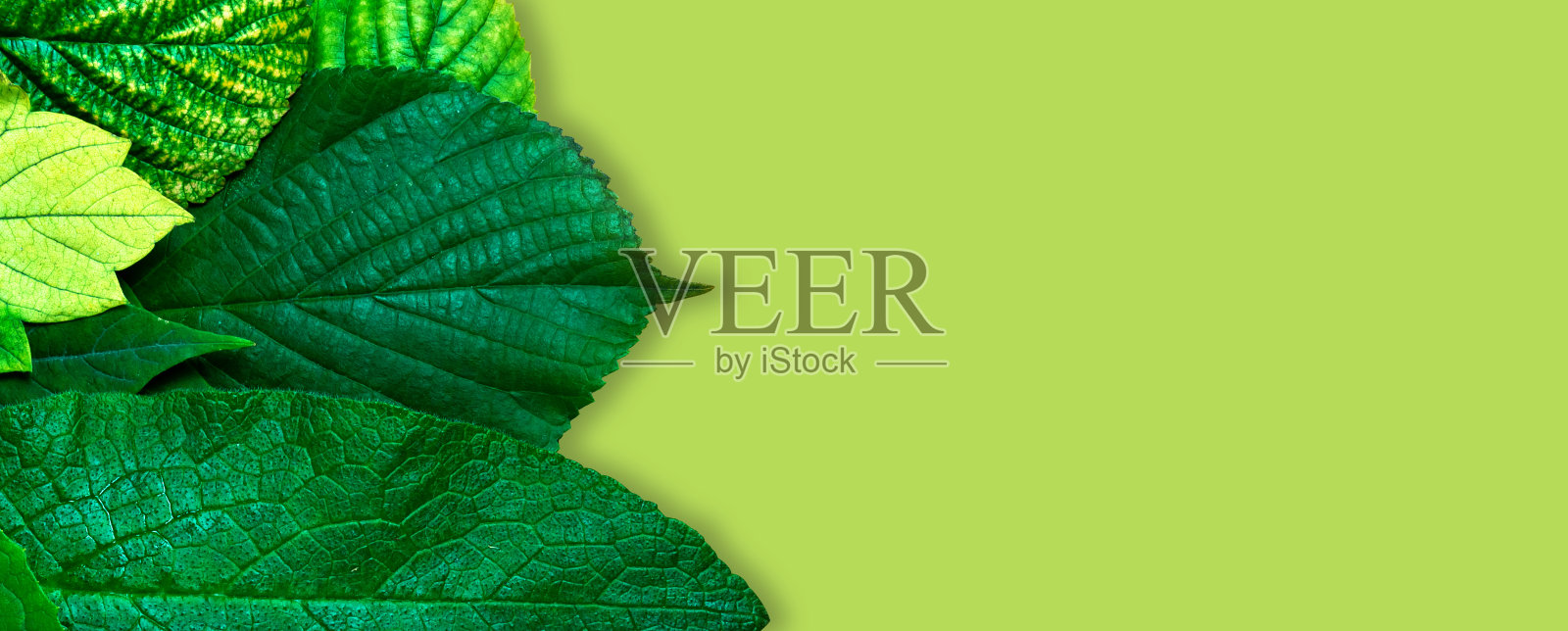 带有复制空间的世界环境日横幅。照片摄影图片