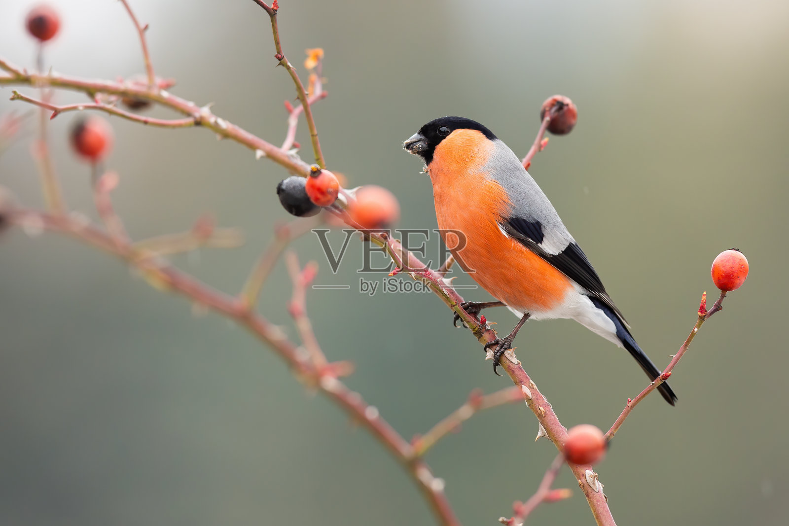 秋天,雄欧亚红腹灰雀坐在玫瑰果上。照片摄影图片