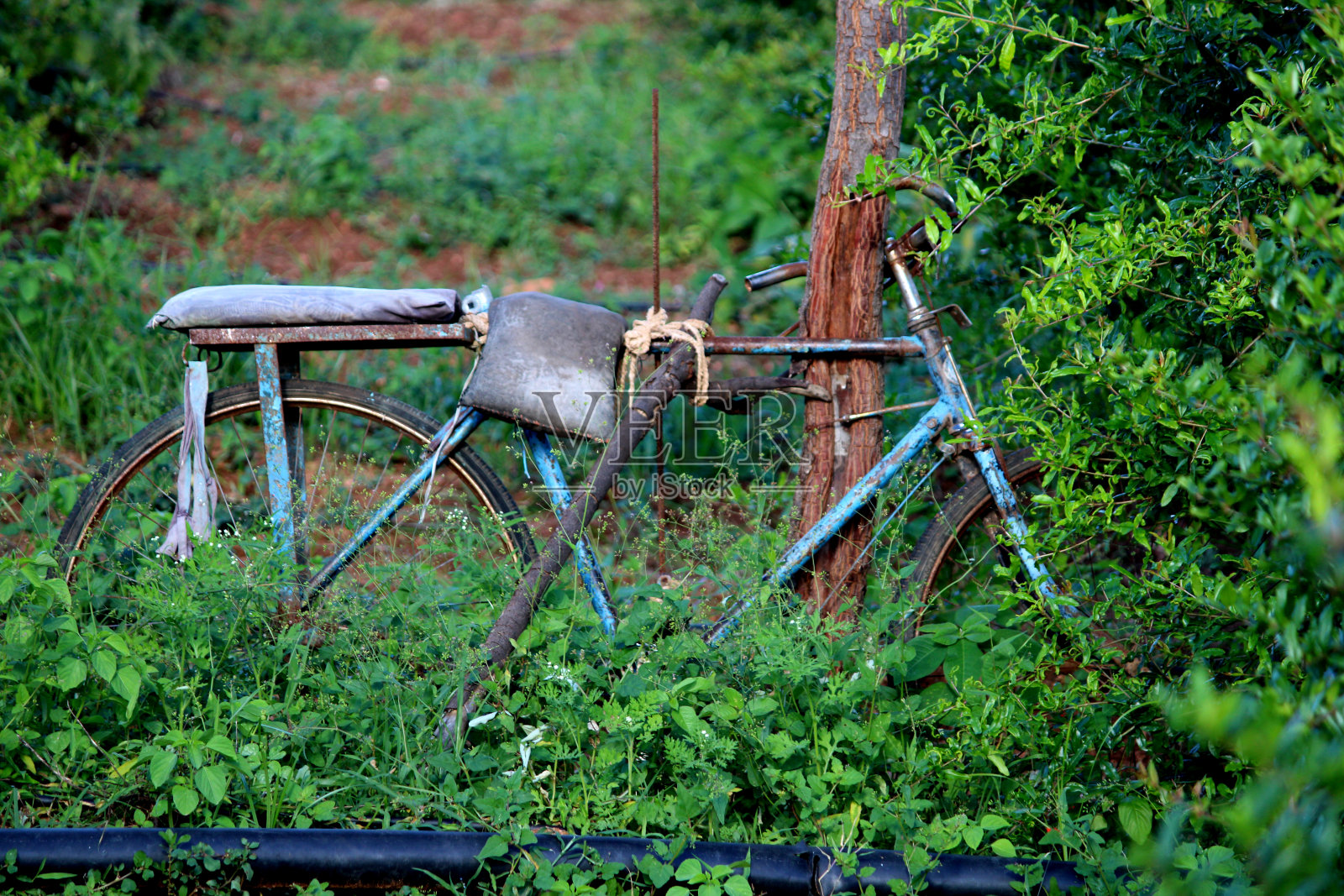 花园里的旧自行车。照片摄影图片
