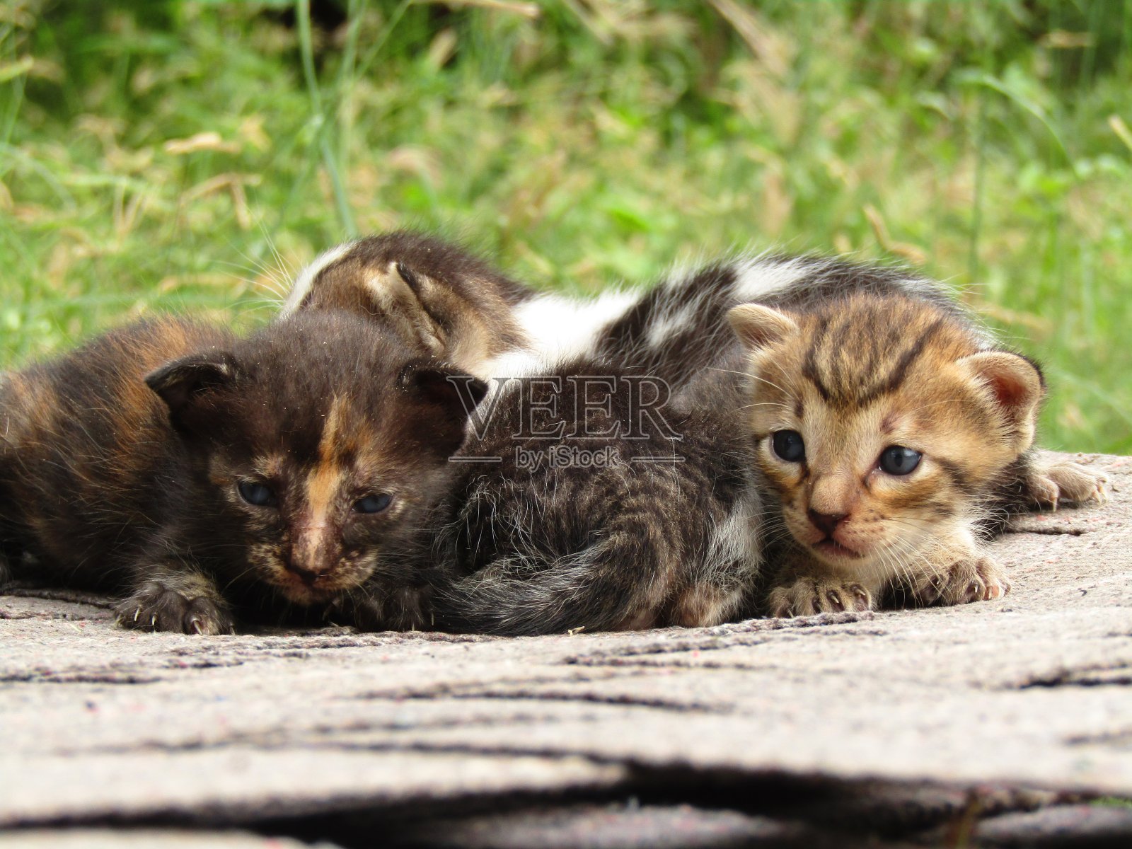 可爱的小猫照片摄影图片