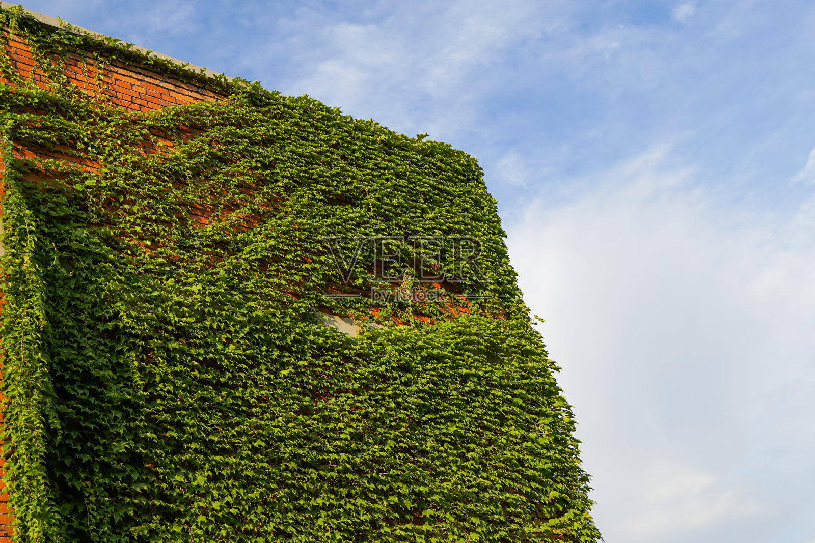 老工厂屋檐上的藤蔓照片摄影图片