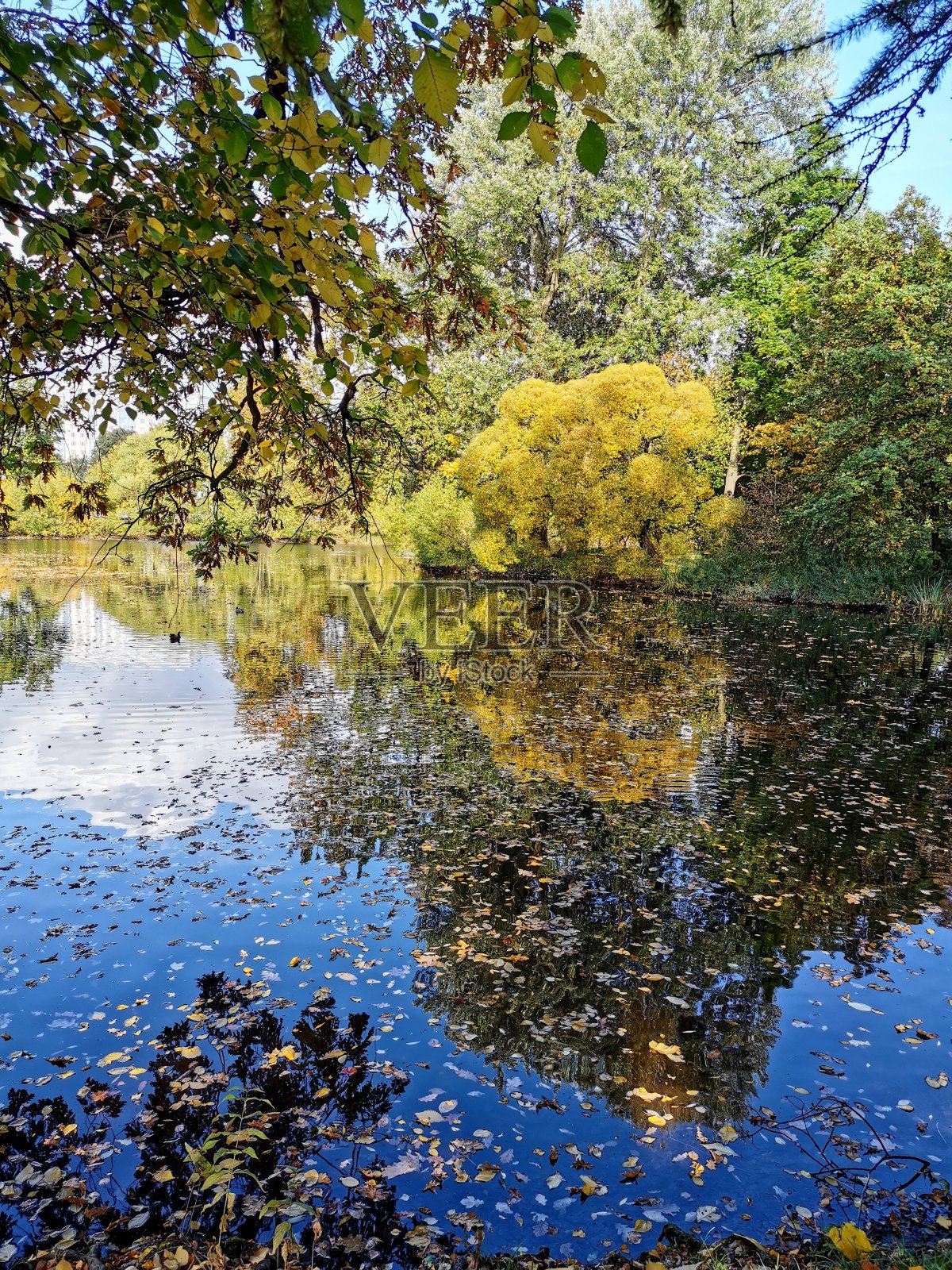 秋天的树木和红、黄、绿的树叶倒映在城市公园池塘的水面上,在阳光明媚的日子里。照片摄影图片