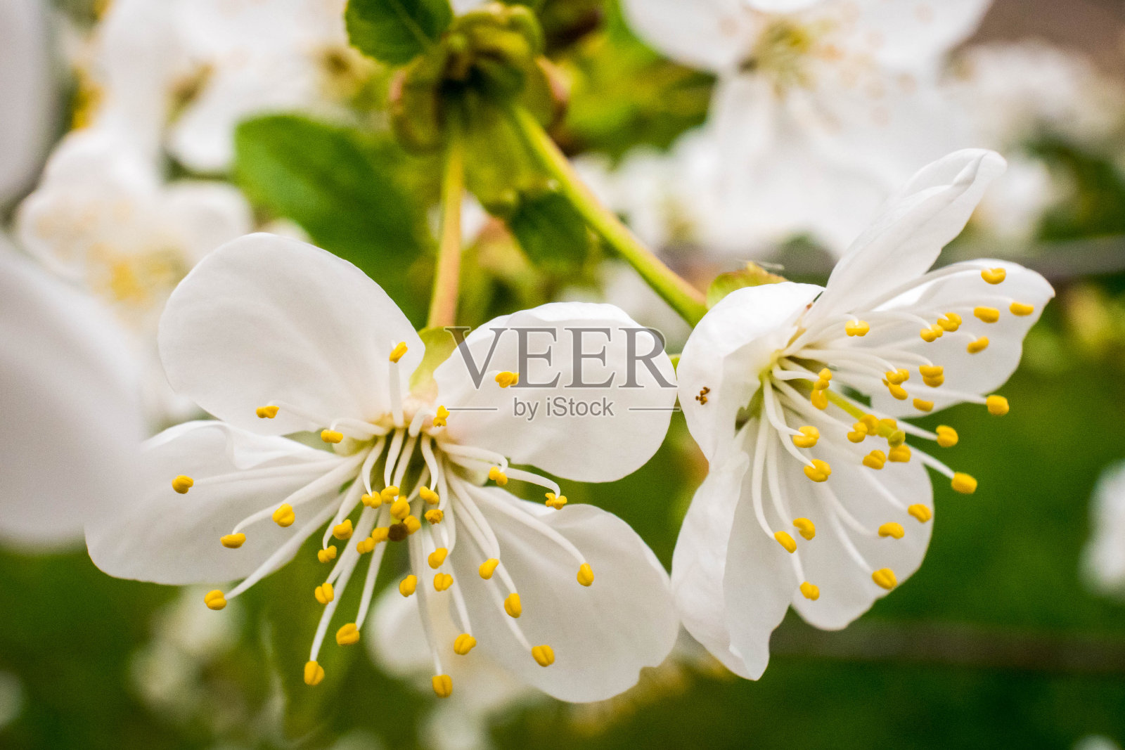 盛开的苹果树照片摄影图片