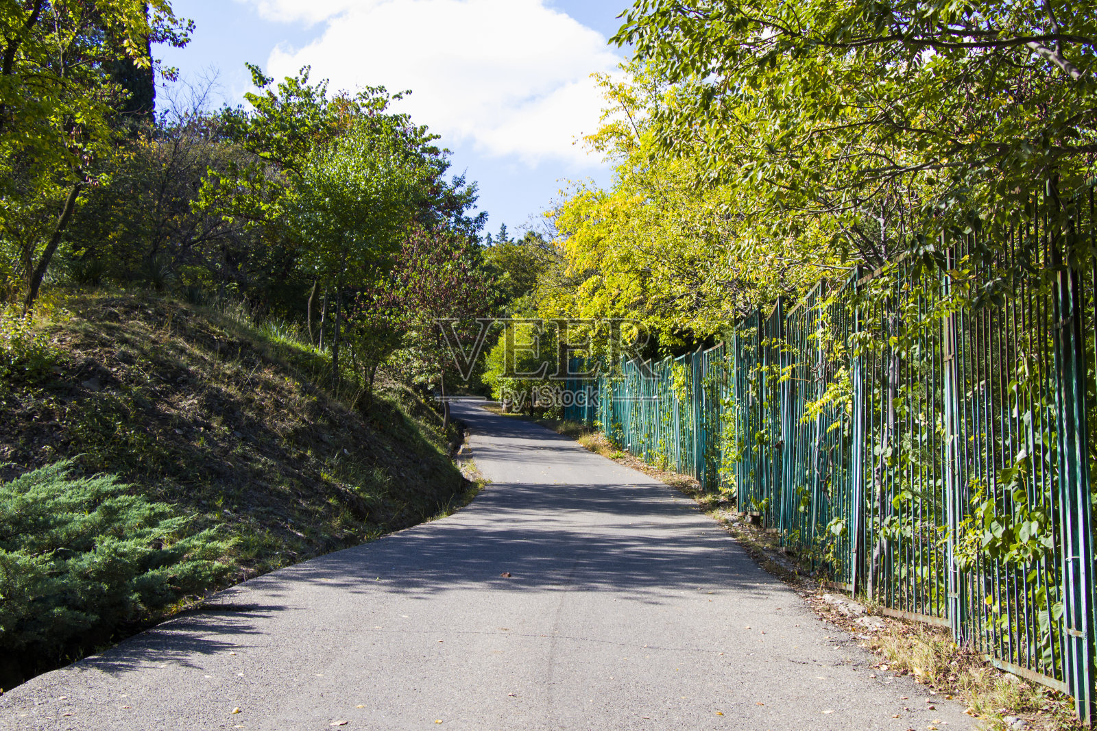 花园里的栅栏,公园里的植物和旧的金属蓝色栅栏照片摄影图片
