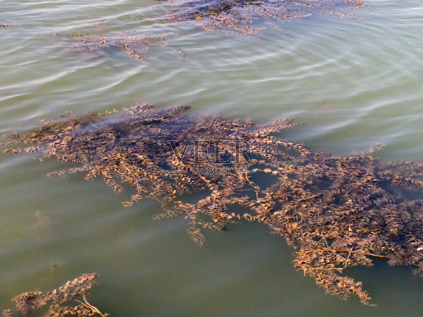 浑浊的湖水,干旱造成的浑浊的湖水,照片摄影图片