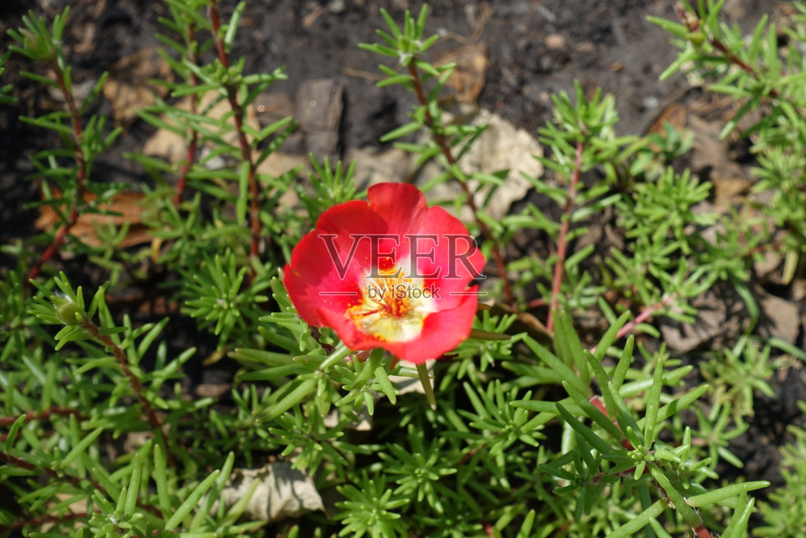 7月一朵红色的马齿苋照片摄影图片