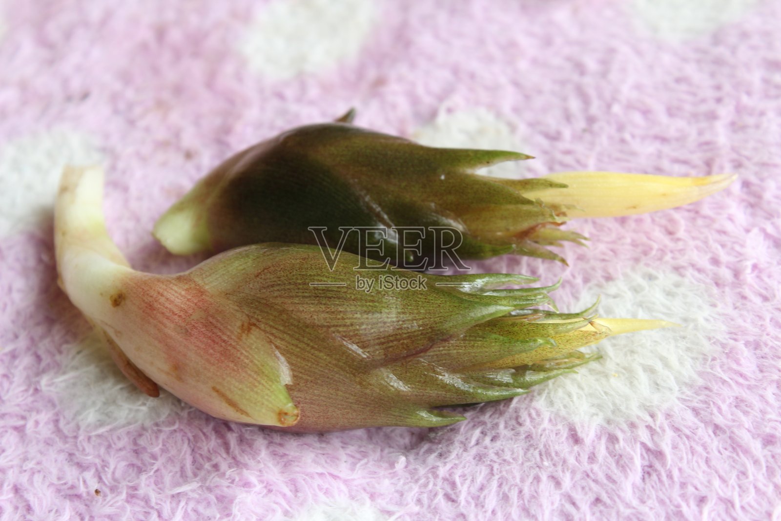 日本姜照片摄影图片