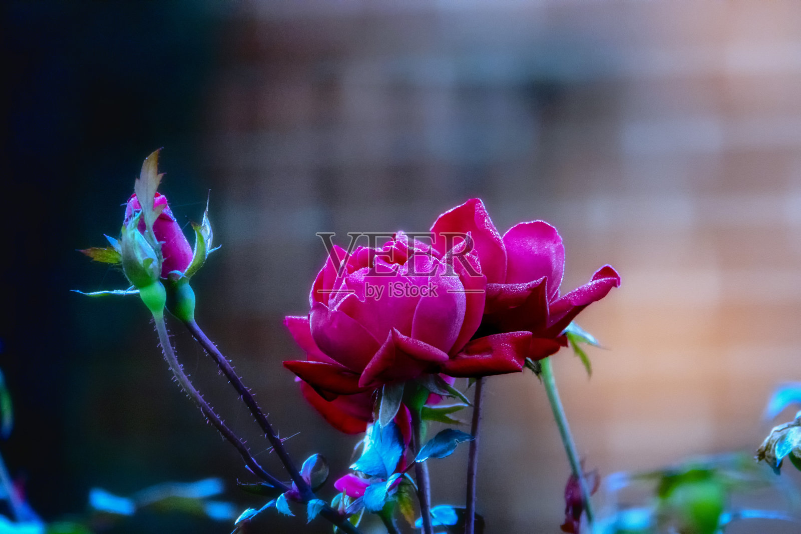 柔和的漫射光下的玫瑰照片摄影图片