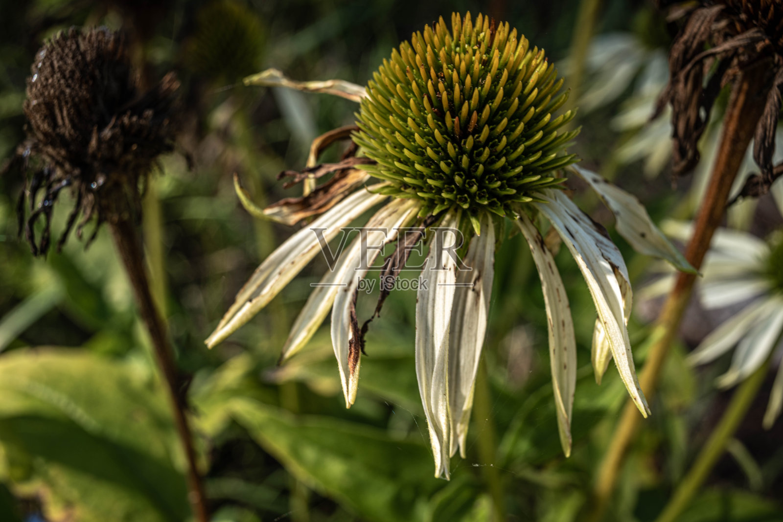 枯萎紫锥菊照片摄影图片