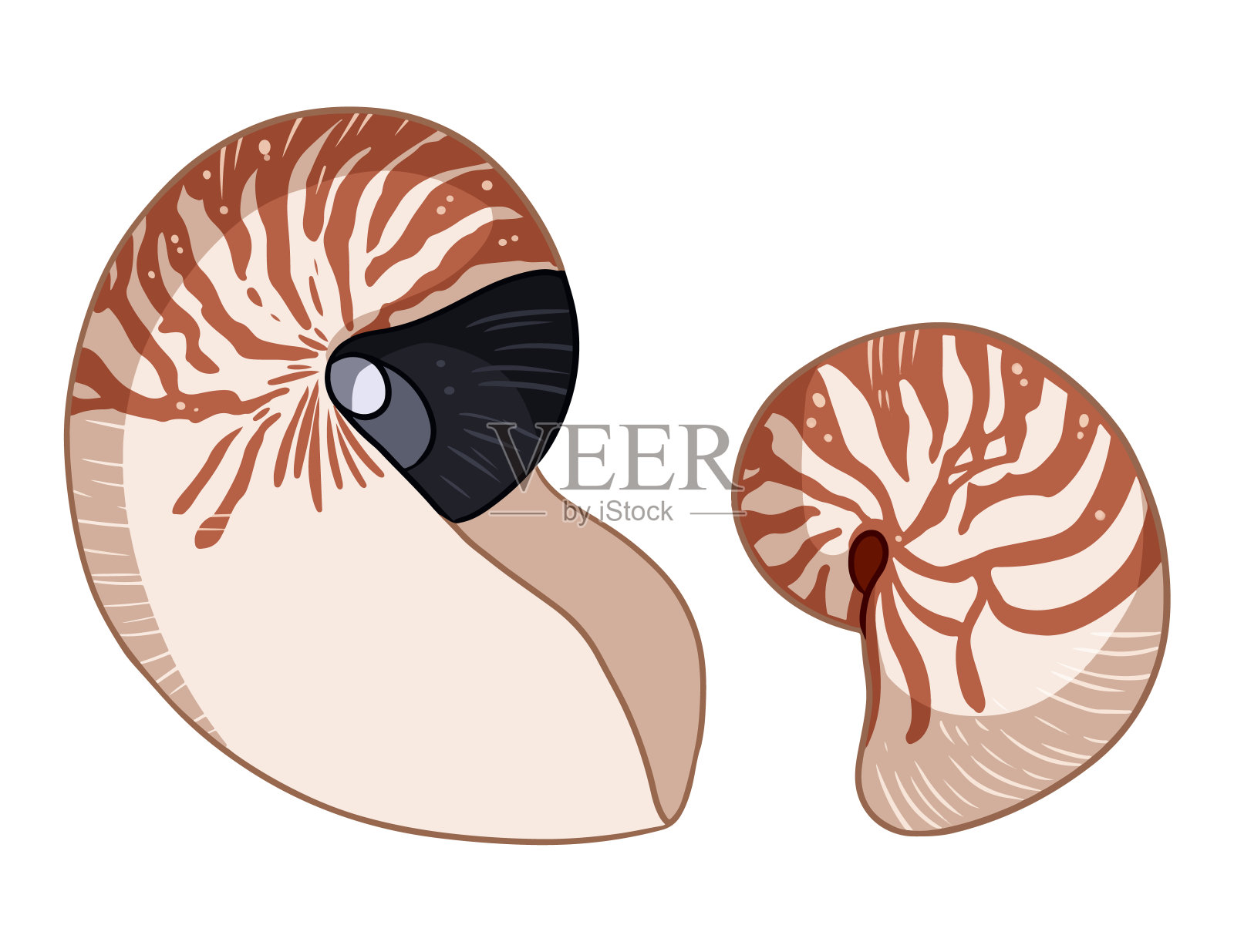 鹦鹉螺壳彩色涂鸦孤立在白色背景矢量插图。手绘海贝图像插画图片素材