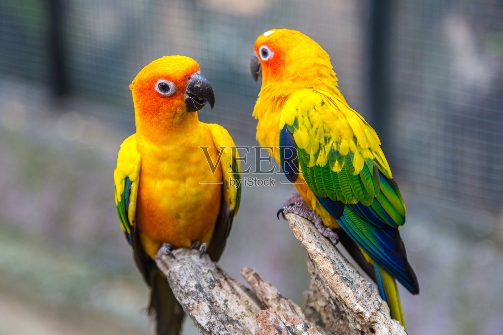 动物园里五颜六色的鹦鹉照片摄影图片