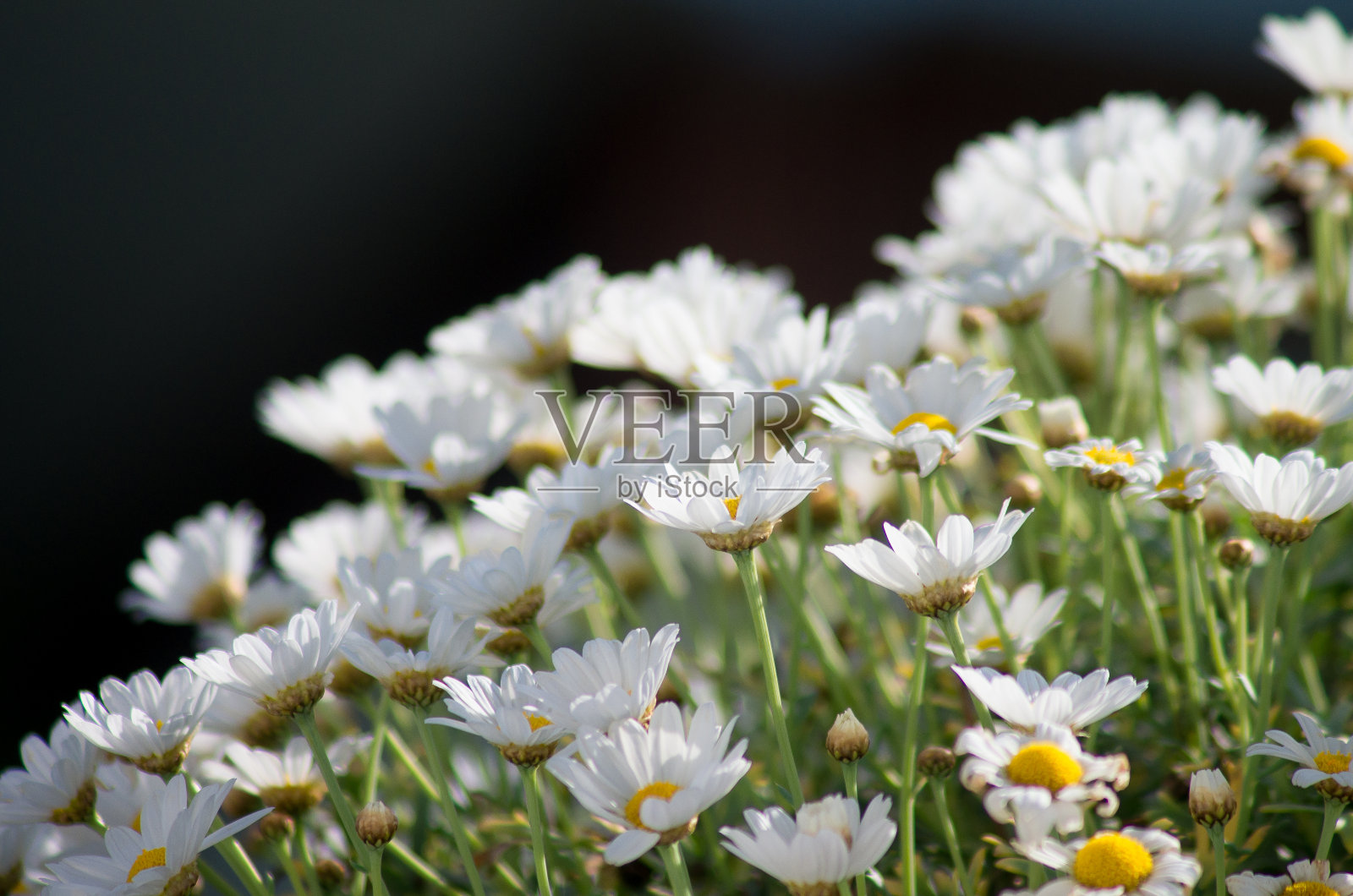 甘菊照片摄影图片