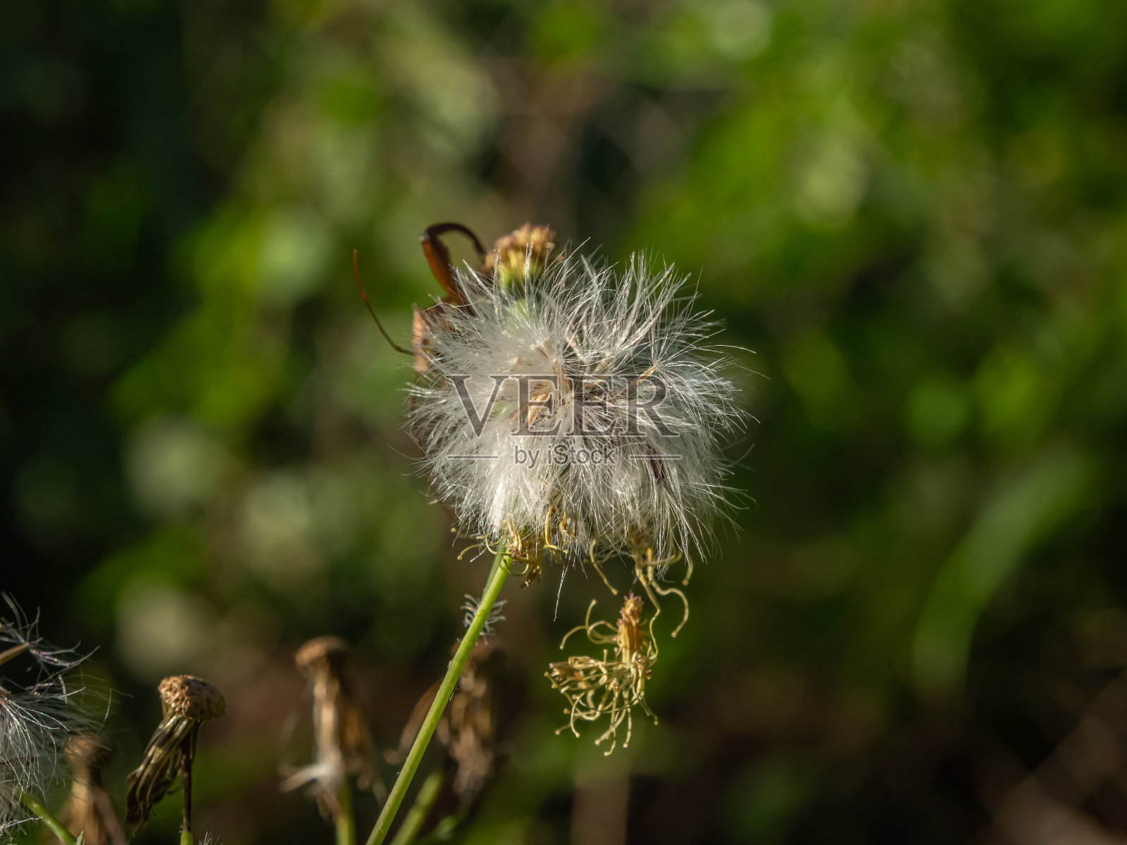 隔离期间的花园蒲公英。照片摄影图片