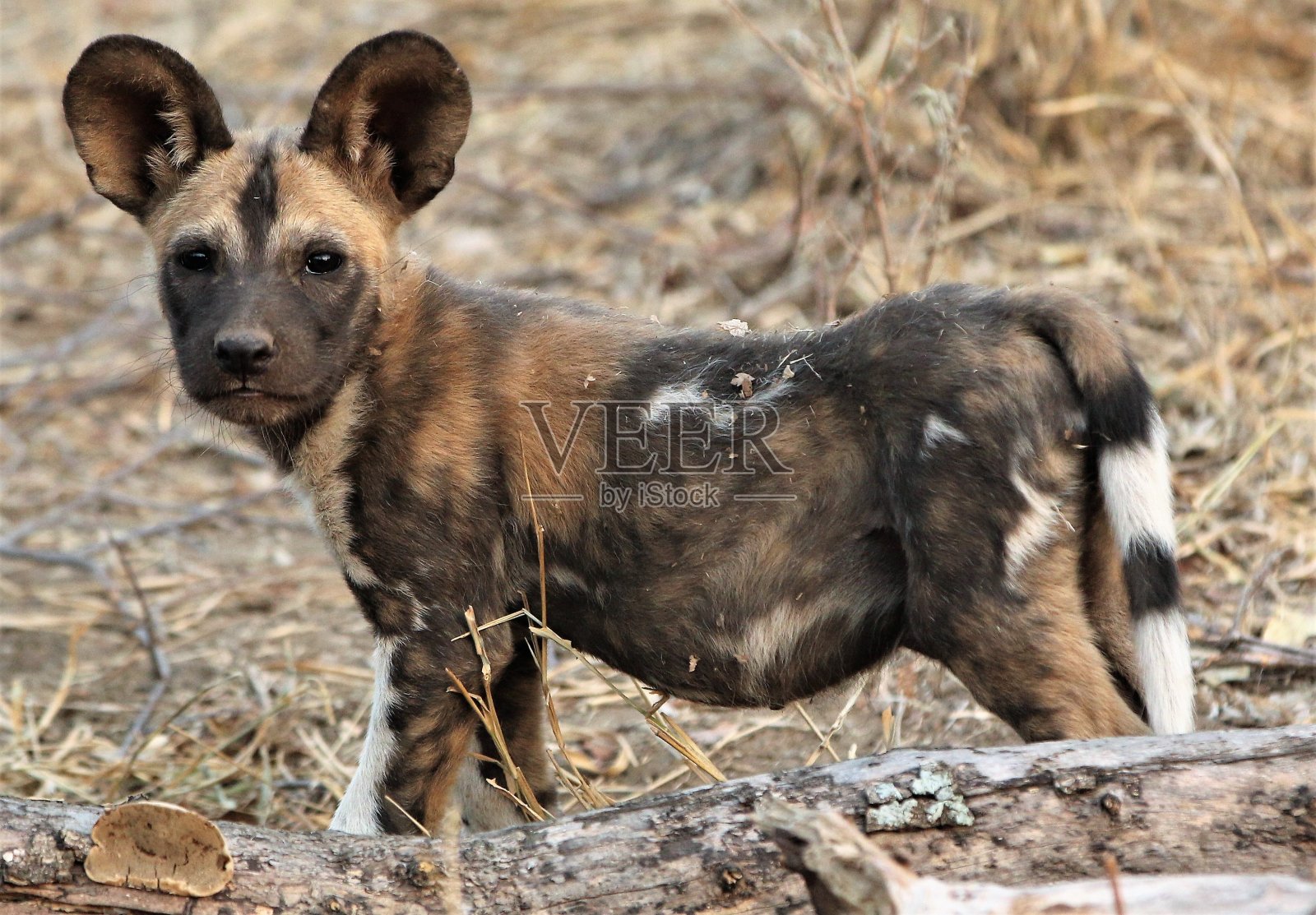 Wilddog幼崽照片摄影图片