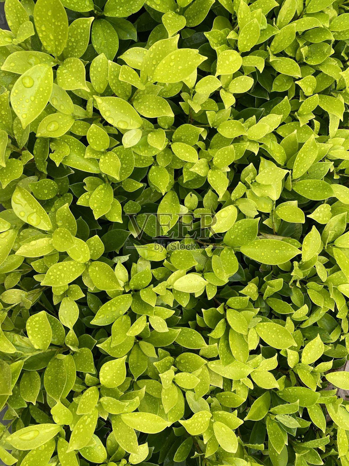 下雨天的绿叶照片摄影图片