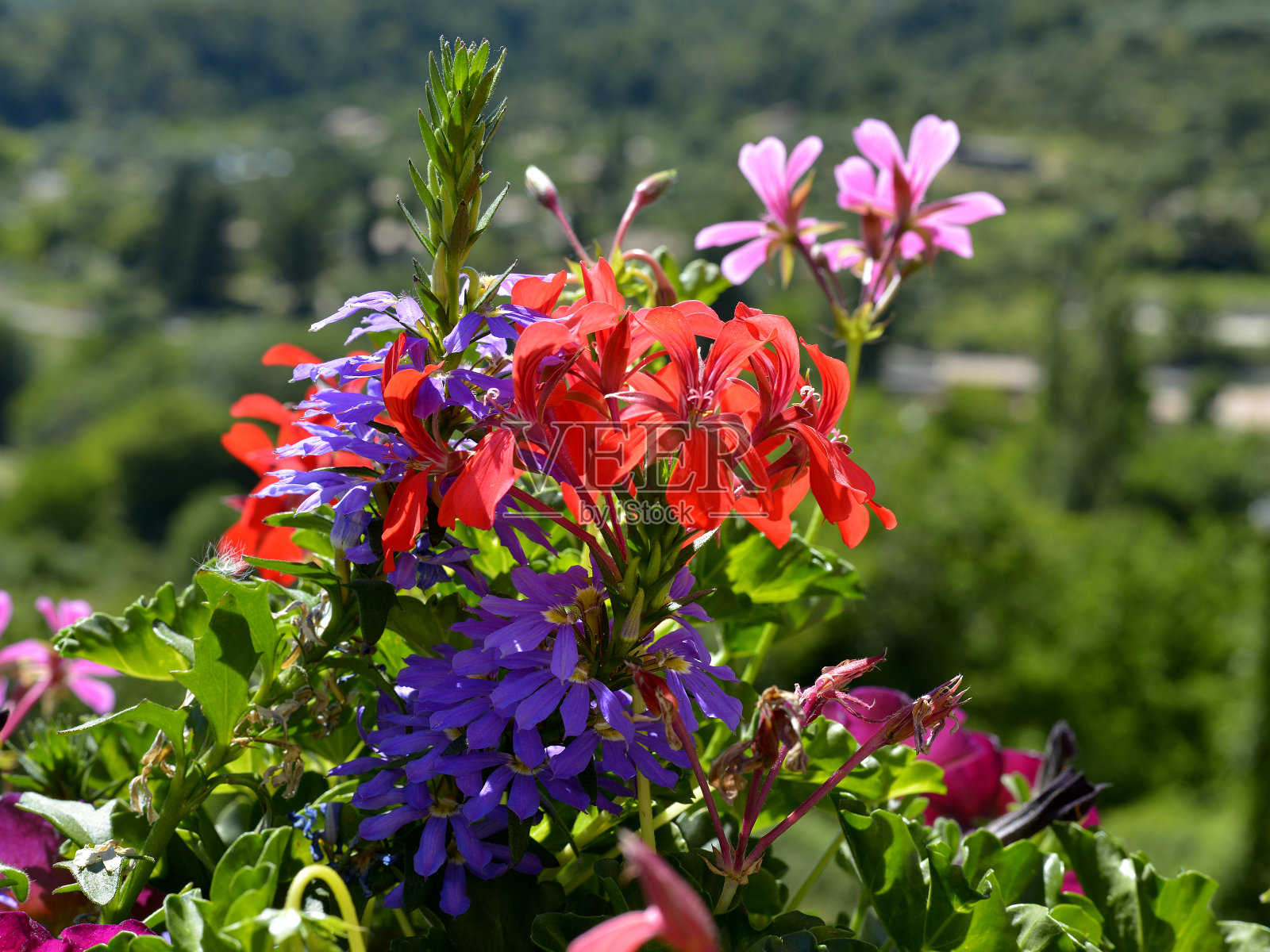 特写红色的天竺葵和蓝色的花照片摄影图片