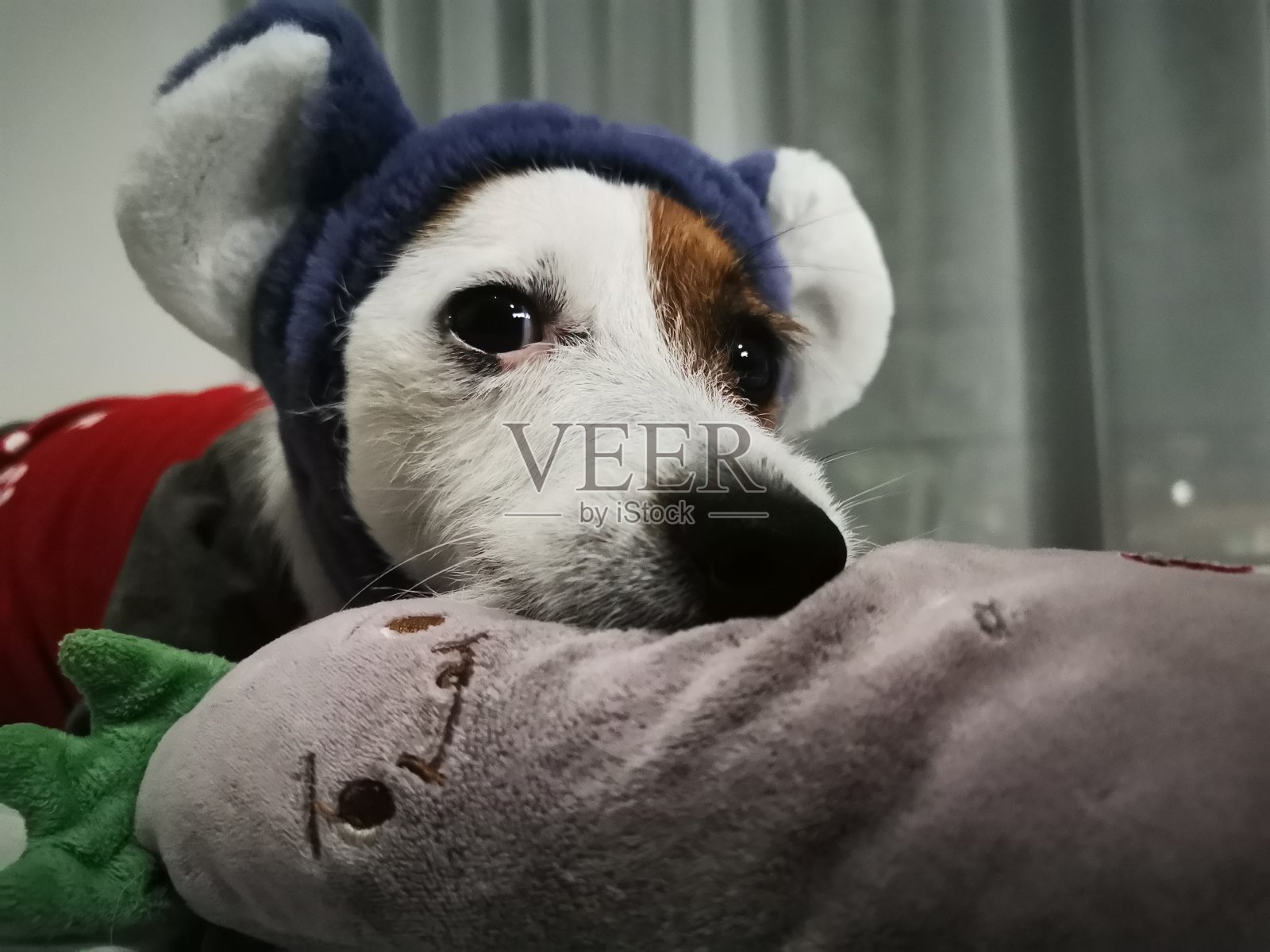 杰克罗素梗照片摄影图片