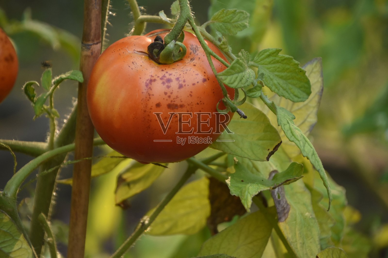 正在成熟的番茄挂在花园里的藤上照片摄影图片