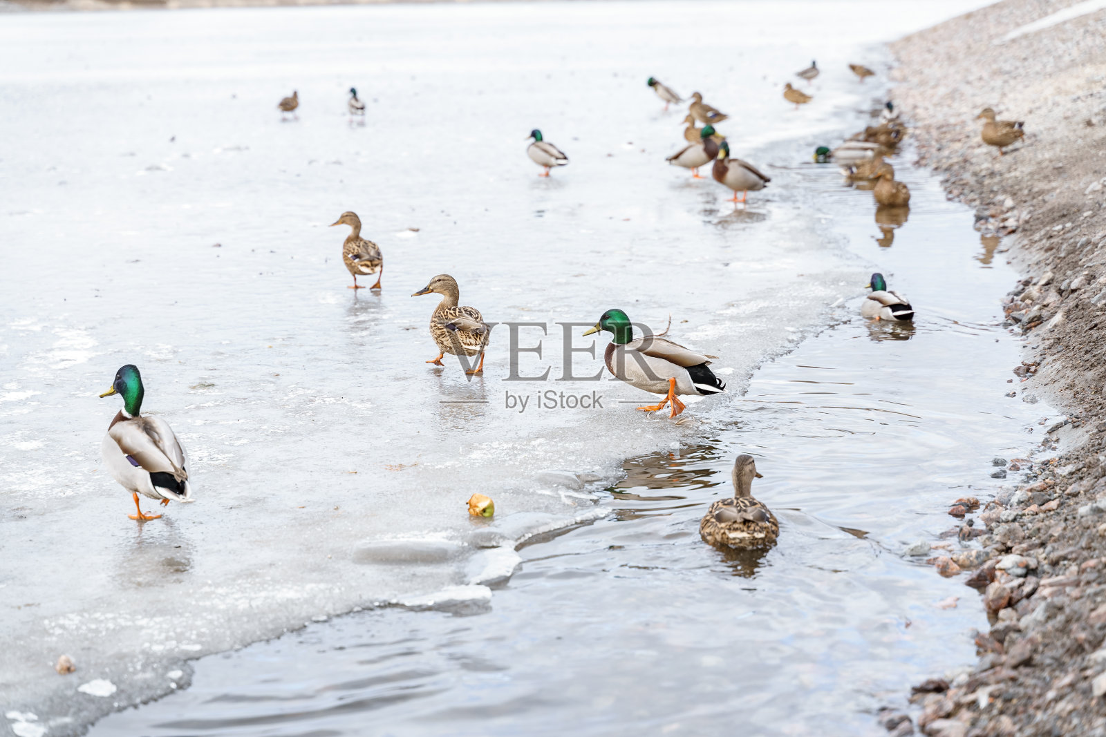 冬天的野鸭在结冰的湖面上。鸟类在冰上照片摄影图片