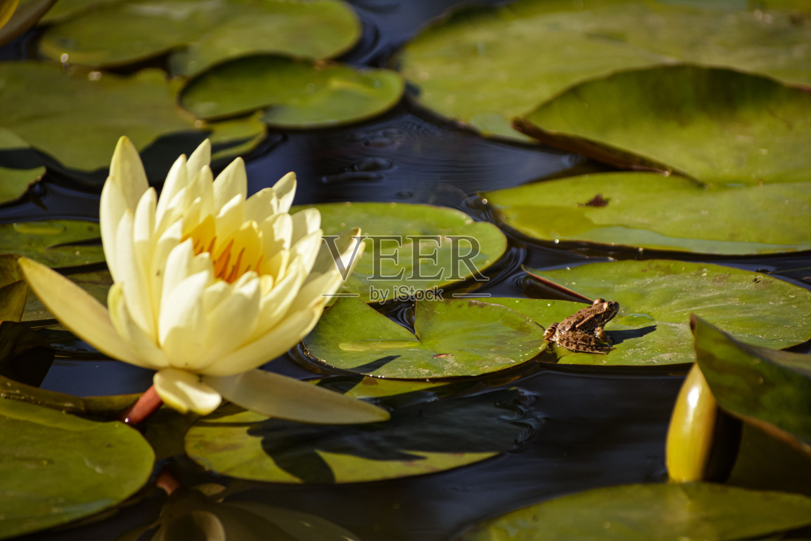 美丽的黄莲花在下午照片摄影图片
