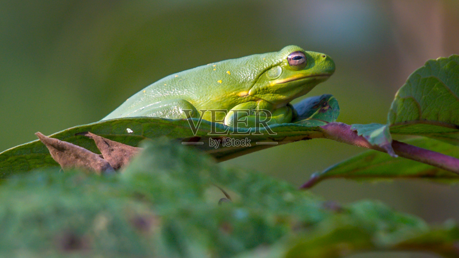 绿树蛙照片摄影图片